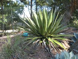 Agave Kerchovei Seeds For Planting - Exotic Blooms Desert Gardens Plant Seeds