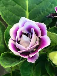 Sinningia Gloxinia Planting Flower Seeds For Vibrant Indoor Blooms