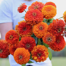 Zinnia Flower Seeds - Light Orange Blooms For Vibrant Garden Displays