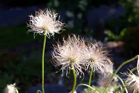 White Anemone Pulsatilla Seeds For Elegant Planting Flower