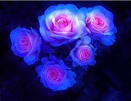 Pink & Blue Rose Flower Seeds For Planting