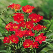 Red Freesia Flower Seeds For Planting