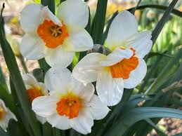 Daffodils Planting Seeds - Purple White Variety Plant Seed