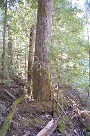 Planting Brown Tsuga Heterophylla Tree Seeds