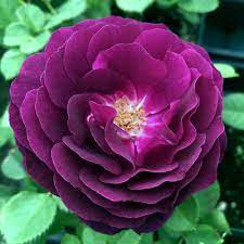 Dark Violet Rose Flower Seeds For Planting - Vibrant And Fragrant