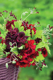 Burgundy Univalve Geranium Seeds For Rich Planting Plant Seeds