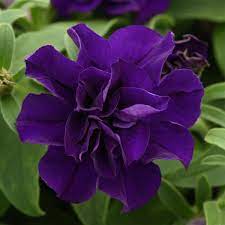 Double Flower Violet Petunia Seeds For Planting