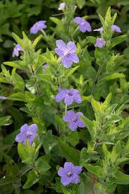 Ruellia Humillis Planting Flower Seeds