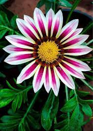 Gazania Flower Seeds - Plant Stunning White And Red Blooms For A Colorful Garden