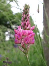 Sainfoin Flower Planting Essentials - Seeds For Thriving And Beautiful Blooms In Your Garden