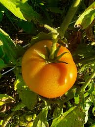 Dark Orange Tomato Seeds For Planting Vegetable Seeds