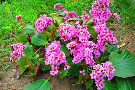 Hardy Bergenia Flower Seeds For Planting