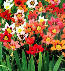 Sparaxis Flower Seeds For Planting - Pink And Yellow Varieties