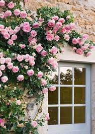 Pink & White Climbing Rose Seeds For Easy Planting