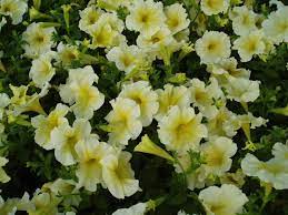 Petunia Flower Seeds - Bright Light Yellow For Planting