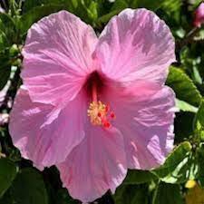 Dark Pink Hibiscus Seeds For Lush Gardens And Vibrant Blooms Flower