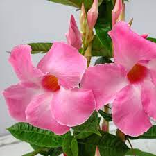 Mandevilla Sanderi Pink White Flower Seeds - Fast-Growing For Stunning Garden Display