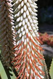 Plant Aloe Ferox White Seeds - Easy Gardening Solution