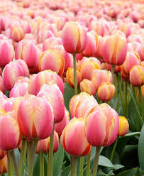 Orange And Pink Tulip Flower Seeds For Planting