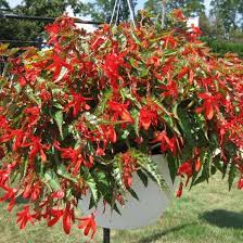 Trailing Begonia Plant Seeds Planting