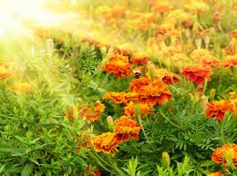 Russian Marigold Planting Flower Seeds For Colorful Blooms