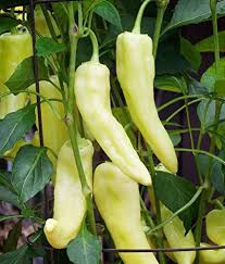 Planting Banana Pepper Vegetable Seeds - Sweet Spice For Your Garden Seeds