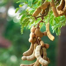 Green Tamarind Tree Seeds For Tropical Planting Vegetable Seeds