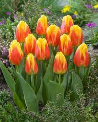 Tulip Flower Seeds - Vibrant Yellow And Red Blossoms For Stunning Garden Planting