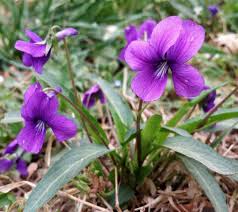 Blue Viola Mandshurica Flower Seeds Planting