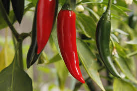 Spicy Pepper Seeds For Planting - Perfect A Flavorful Harvest Vegetable Seeds