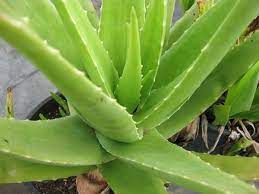 Aloe Cameron Seeds For Planting - Unique Light Green Your Space