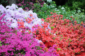 Colorful Azalea Flower Seeds For Planting