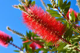 Red Weeping Bottlebrush Tree Seeds For Planting - Vibrant Flowers