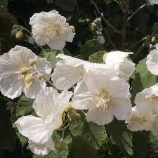 White Lovely Abutilon Flower Seeds For Easy Planting