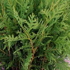 Thuja Plicata Tree Seeds: Planting Guide For Successful Growth