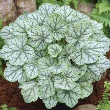 White Coral Bells Flower Seeds Planting