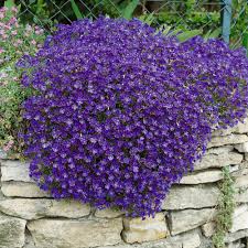 Rock Cress Planting Flower Blue Seeds For A Vibrant Garden Display