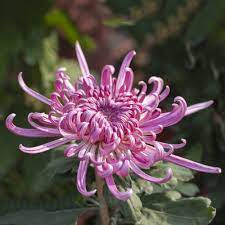 Chrysanthemum Flower Seeds Pink