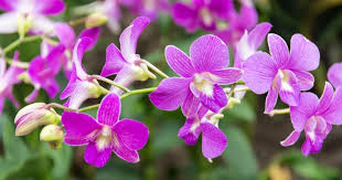 Violet Orchid Flower Seeds for Planting - Grow Stunning Orchids