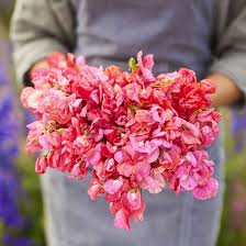 Sweet Pea Flower Seeds Planting Orange