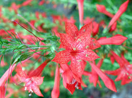 Standing Cypress Planting Flower Seeds