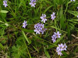 Sisyrinchium Montanum Flower Seeds For Planting