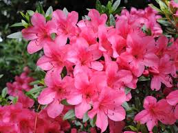 Azalea Seeds For Vibrant Spring Planting Flower