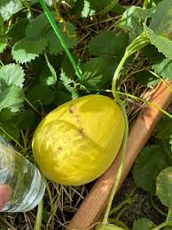 Yellow Canary Melon Fruit Seeds Planting