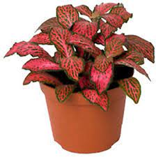 Colorful Fittonia Plant Seeds For Easy Planting