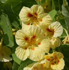 Yellow Tropaeolum Majus Flower Seeds For Easy Planting