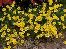 Yellow Thymophylla Flower Seeds Planting