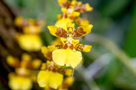 Butterfly Orchid Seeds Yellow Planting Exotic