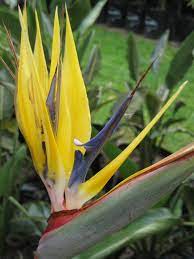 Violet & Yellow Strelitzia Seeds For Planting - Exotic Flower