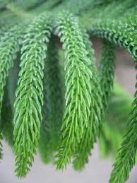 Planting Pale Green Araucaria Foliage Seeds Plant Seeds